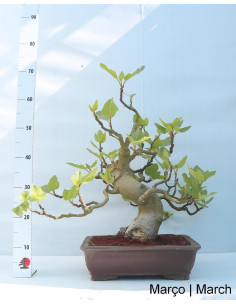 Figueira Bonsai of 29 years old 2