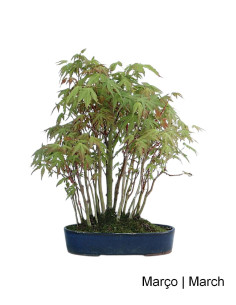 Acer Palmatum Yamamomiji Bonsai de 19 años