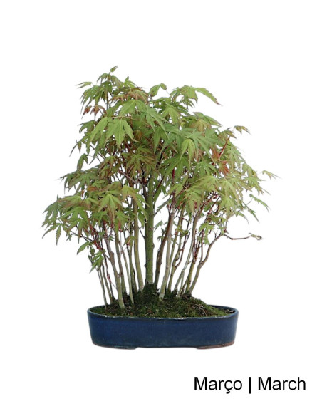 Acer Palmatum Yamamomiji Bonsai 19 years old
