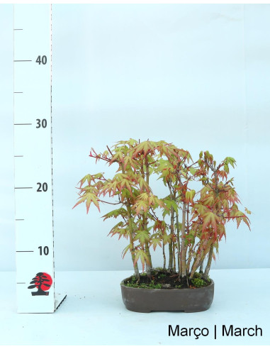 Acer Palmatum Yamamomiji Bonsai 19 years old