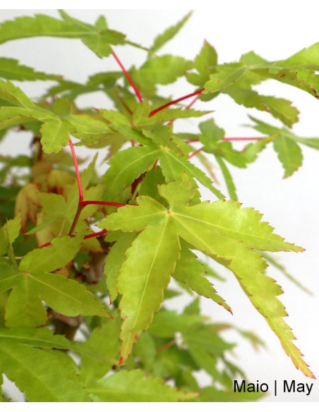Acer Palmatum Yamamomiji Bonsai 19 years old