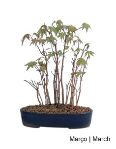 Acer Palmatum Yamamomiji Bonsai von 19 Jahren