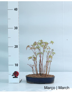 Acer Palmatum Yamamomiji Bonsai von 19 Jahren 2