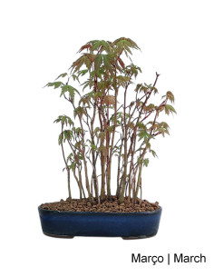 Acer Palmatum Yamamomiji Bonsai 19 years old
