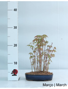 Acer Palmatum Yamamomiji Bonsai 19 years old 2