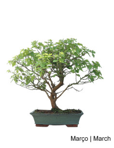 20-year-old Bonsai Mulberry