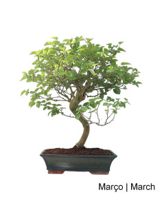 Mulberry Bonsai of 20 Years