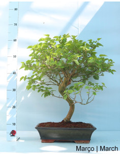Mulberry Bonsai of 20 Years 2
