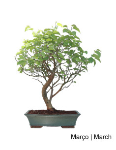 Mulberry Bonsai 20 years old