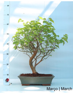 Amoreira Bonsai de 20 anos 2