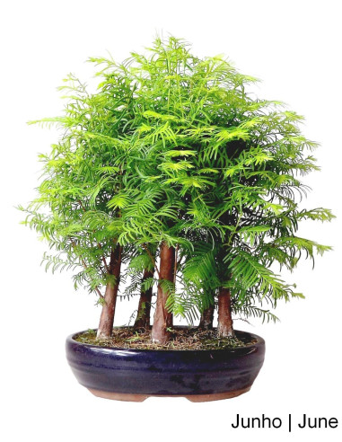 Metasequoia Bonsai di 12 anni