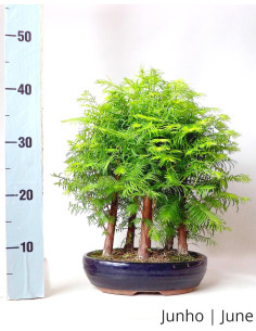 Metasequoia Bonsai de 12 años 2