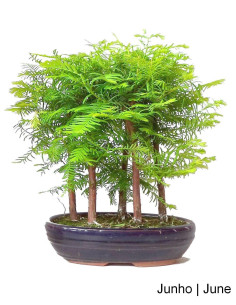 Metasequoia Bonsai 9 years old