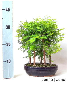 Metasequoia Bonsai 9 years old 2