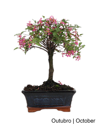 Malpighia Emarginata Bonsai 5 anos