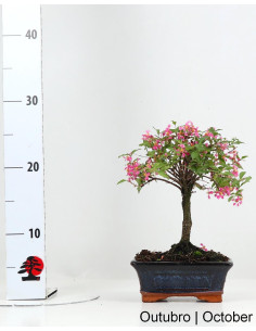 Malpighia Emarginata Bonsai 5 anos 2