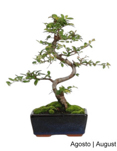 Olmo Bonsai di 6 Anni