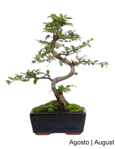 Ulmeiro Bonsai di 6 Anni