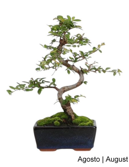 Olmo Bonsai di 6 Anni