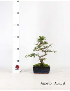 Ulmeiro Bonsai de 6 Años 2
