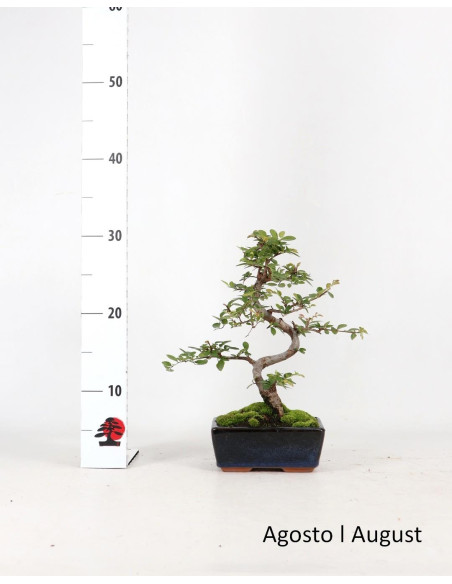 Ulmenbaum Bonsai von 6 Jahren