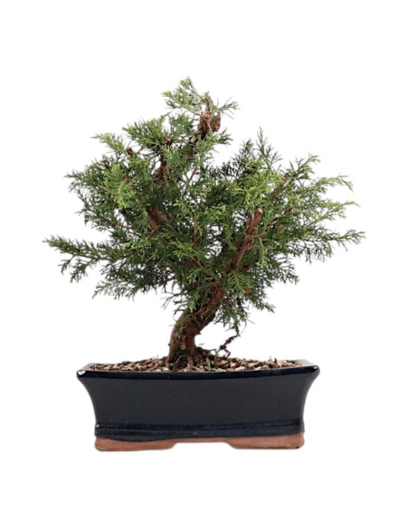 Juniperus Itoigawa Bonsai de 9 Anos