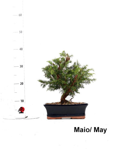 Juniperus Itoigawa Bonsai de 9 Anos