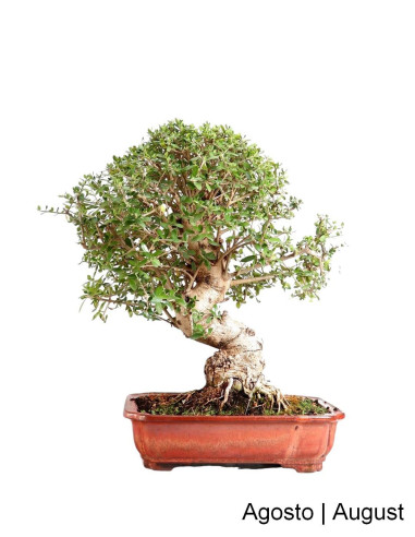 Olea sauvage - Oliveira Brava - Bonsai 32 ans | Luso Bonsai