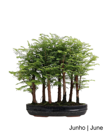 Metasequoia Bonsai de 13 anos