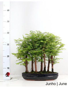 Metasequoia Bonsai de 13 anos 2