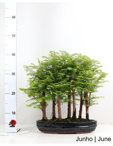 Metasequoia Bonsai de 13 anos