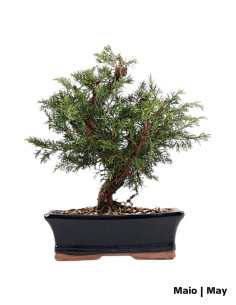 Juniperus Itoigawa Bonsai de 9 Anos