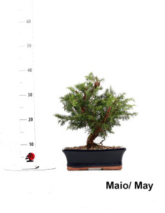 Juniperus Itoigawa Bonsai de 9 Anos 2