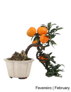 Citrus Myrtifolia Bonsai von 15 Jahren