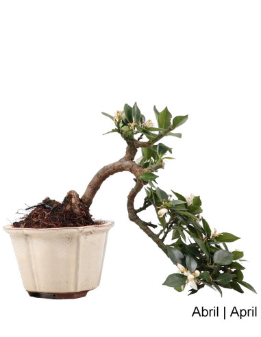 Citrus Myrtifolia Bonsai de 15 anos