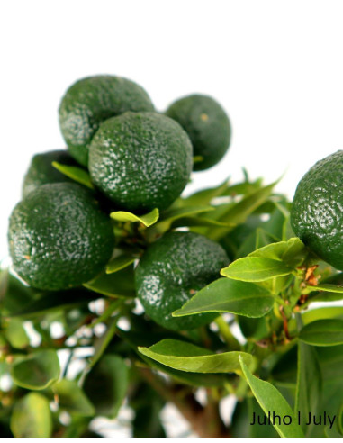 Citrus Myrtifolia Bonsai de 15 anos