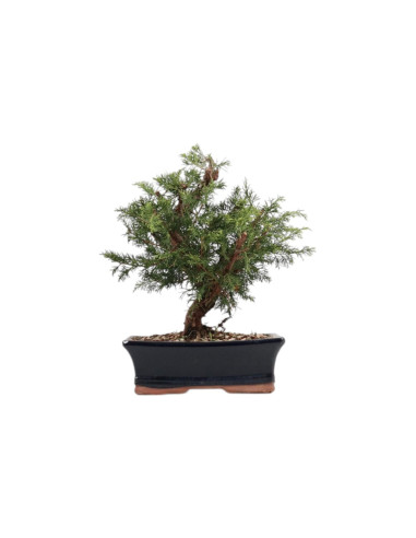 Juniperus Itoigawa Bonsai de 9 Anos