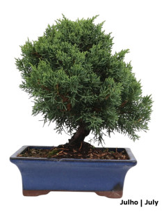 Juniperus Itoigawa Bonsai de 9 Anos