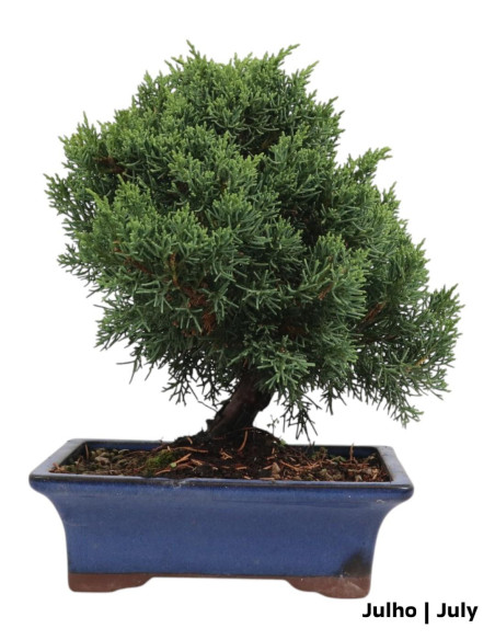 Juniperus Itoigawa Bonsai de 9 Años
