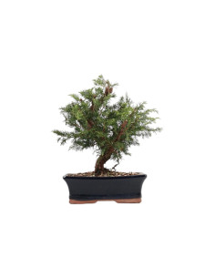 Juniperus Itoigawa Bonsai de 9 Ans 2