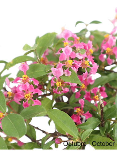 Malpighia Emarginata Bonsai 5 anos
