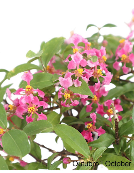 Malpighia Emarginata Bonsai 5 anos