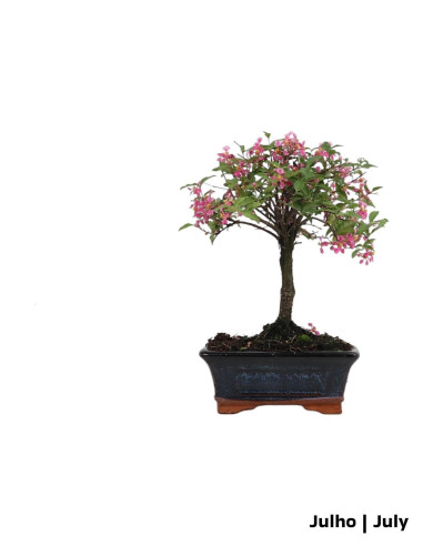 Malpighia Emarginata Bonsai 5 anos