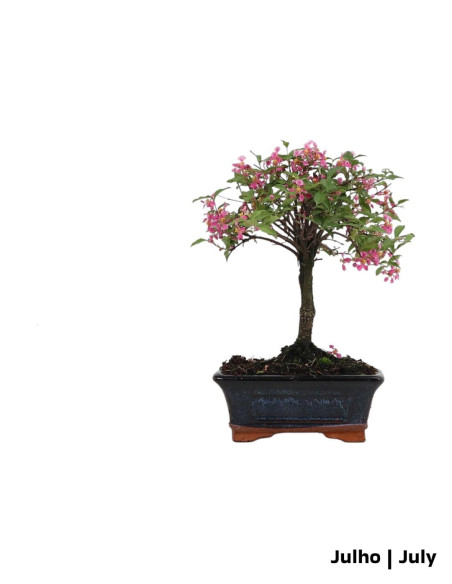 Malpighia Emarginata Bonsai 5 anos