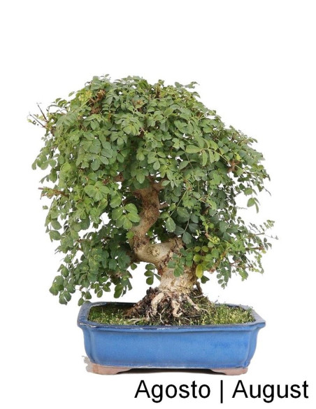 Frêne Bonsai de 31 ans