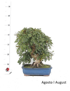 Fraxinus Bonsai di 31 anni 2