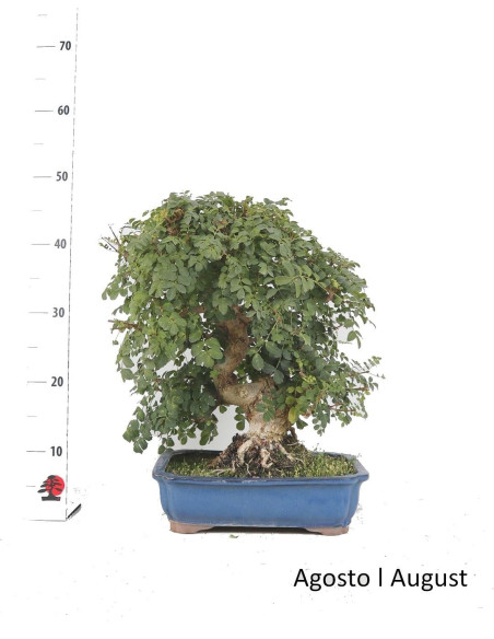 Fraxinus Bonsai de 31 años
