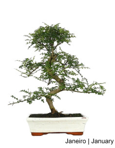 Zanthoxylum Bonsai 10 Years Old