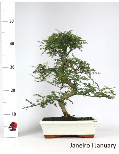 Zanthoxylum Bonsai 10 Years Old 2