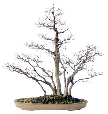 Luso Bonsai